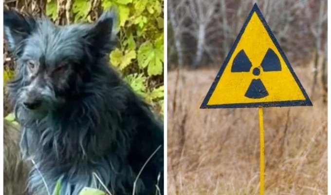В Чернобыльской зоне заметили собак с синей шерстью (3 фото + 1 видео)