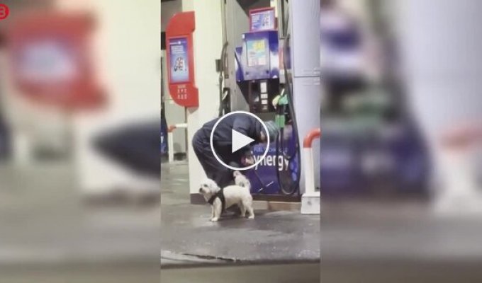 Нестандартная мойка собаки