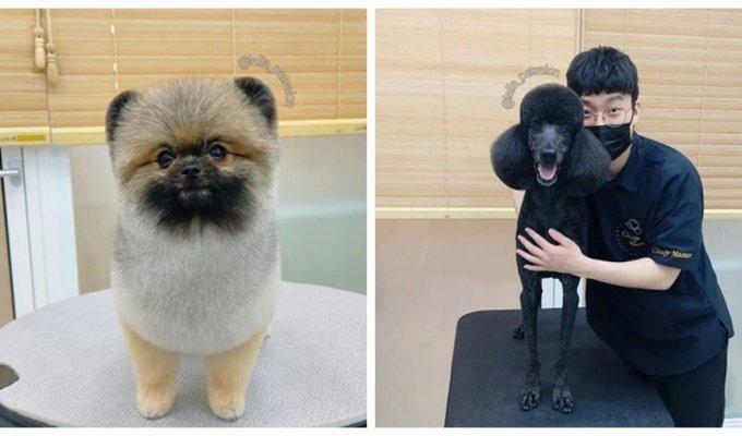 After that wonderful haircut: the cutest transformations in a dog beauty salon (16 photos)