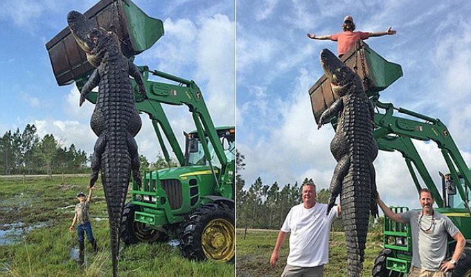 Охотники убили 363-килограммового аллигатора, который пожирал коров с фермы (5 фото + 1 видео)