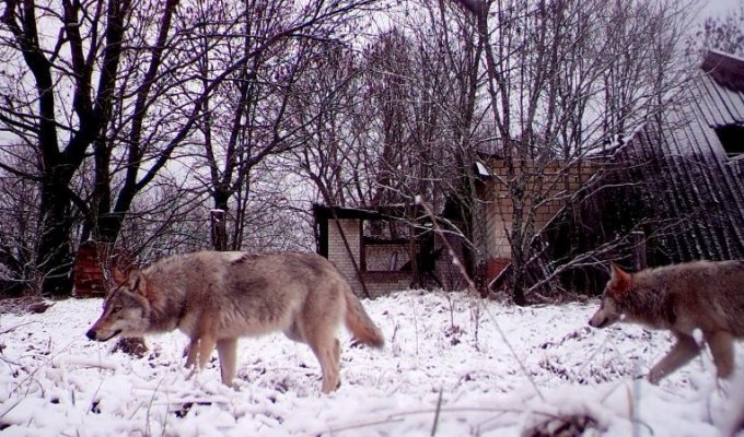 Mutated wolves from Chernobyl are immune to cancer (3 photos)