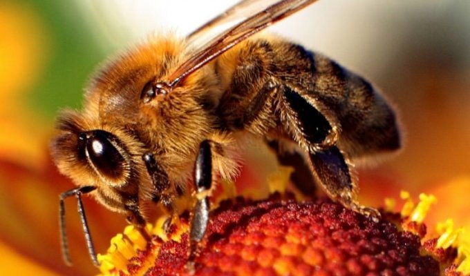 Что будет, если исчезнут пчелы? (5 фото)