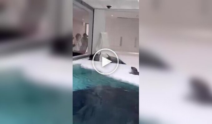 Funny seal fight