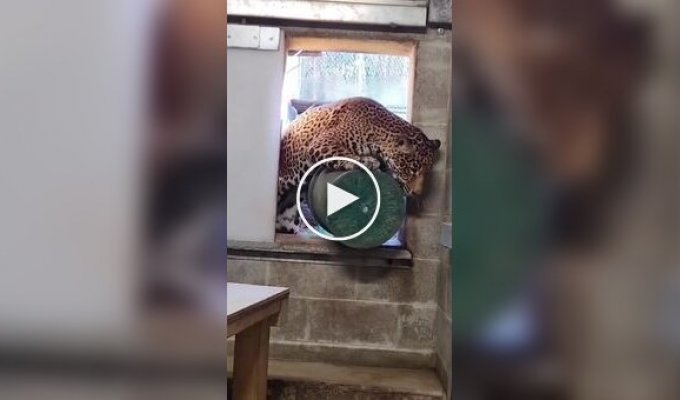 Хозяйственный ягуар