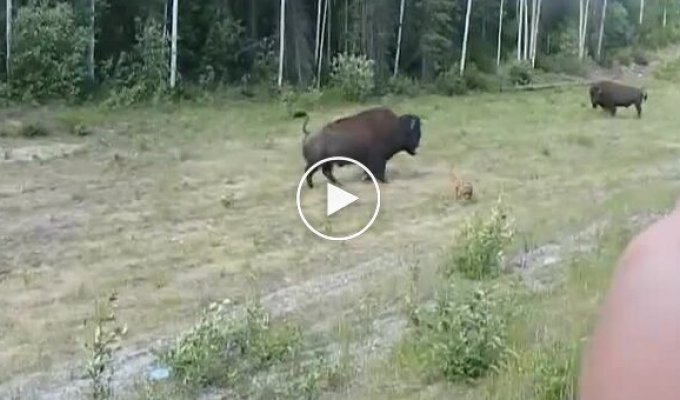 Хорошая попытка: питбуль переоценил свои силы, когда решил напасть на бизона