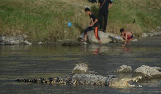 In Indonesia, a crocodile lives with a collar made of river debris (4 photos + 1 video)