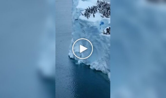 Hundreds of penguins made their first jump into the water from a huge glacier