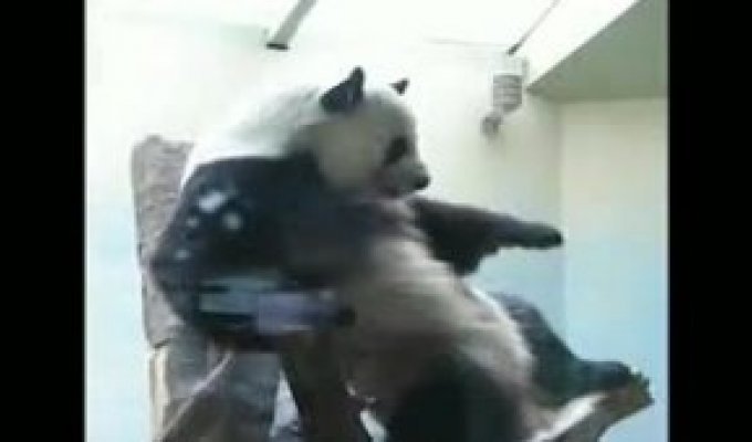 Панда хочет на дискотеку