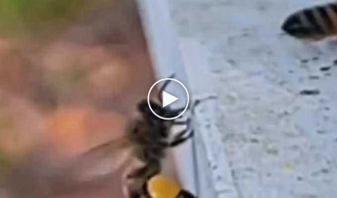 Один день із життя бджіл