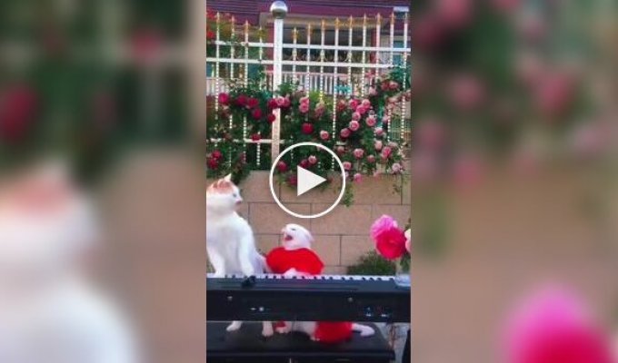 Творческие разногласия в кошачьем дуэте