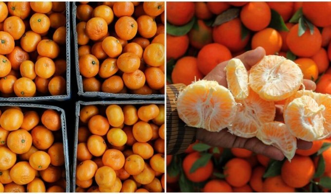 Doctors have named the safe amount of tangerines that can be eaten per day (2 photos)