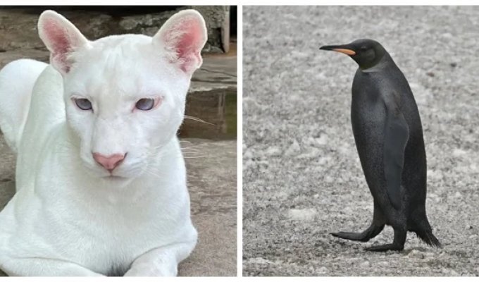 25 животных и растений, которые вышли за пределы цветовых стандартов (26 фото)