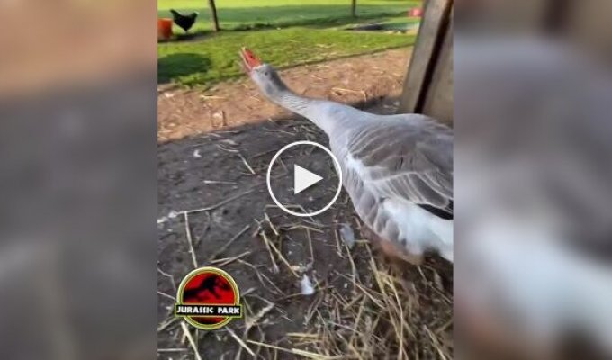 У гуся проснулась генетическая память