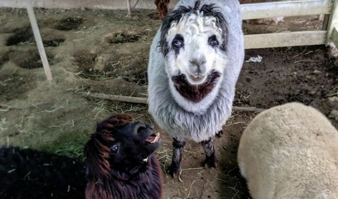 В Японии нашли странного альпака с «человеческим лицом» (10 фото)