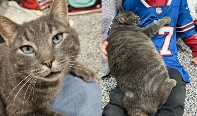 The cat hugged everyone he met in the hope that he would be saved (11 photos)