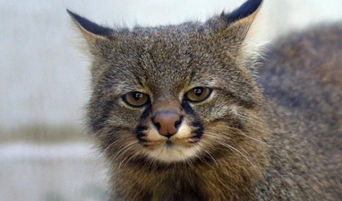 Панамская кошка — главный конкурент тибетских лисов (3 фото)