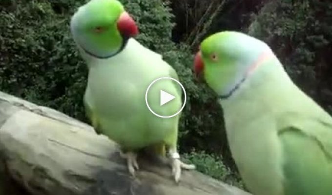 Забавный диалог двух попугайчиков