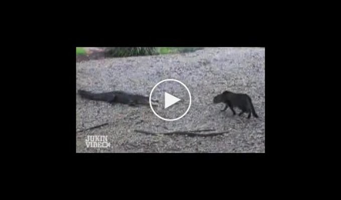 Кошка против аллигатора