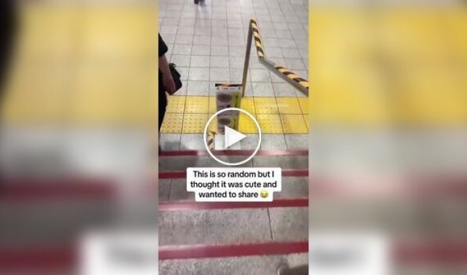 Ласточка свила гнездо в метро