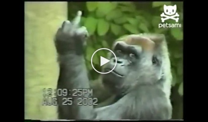 Невоспитанная горилла