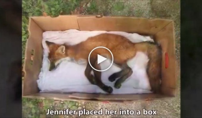 Женщина нашла раненную лисичку, которая еще дышала