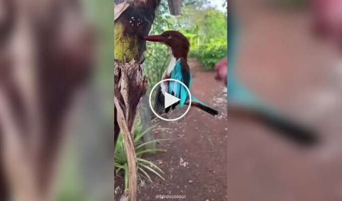 The bird that always gets stuck in trees