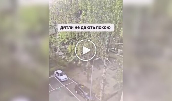 Дятел мешает мужчине заснуть