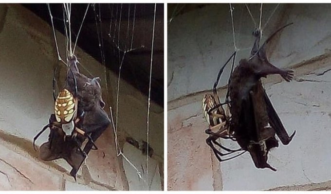 Гигантский паук поймал в свои сети летучую мышь (7 фото)