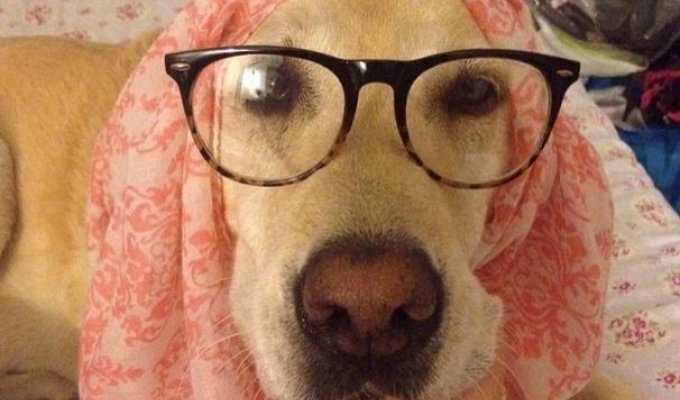 Фотографии, которые доказывают, что собаки в очках еще симпатичнее, чем обычно (16 фото)
