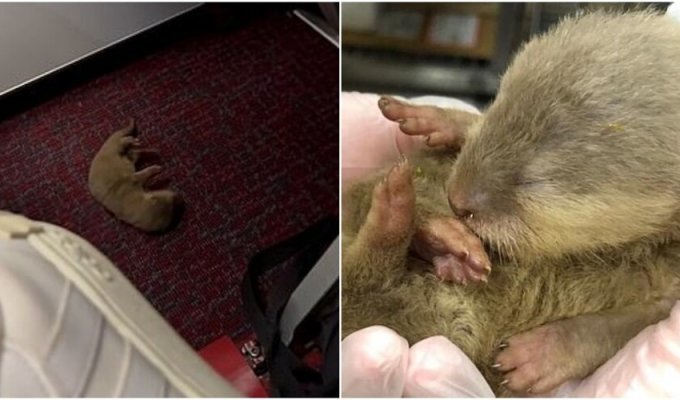 A rat and an otter caused panic on board the plane (4 photos + 1 video)