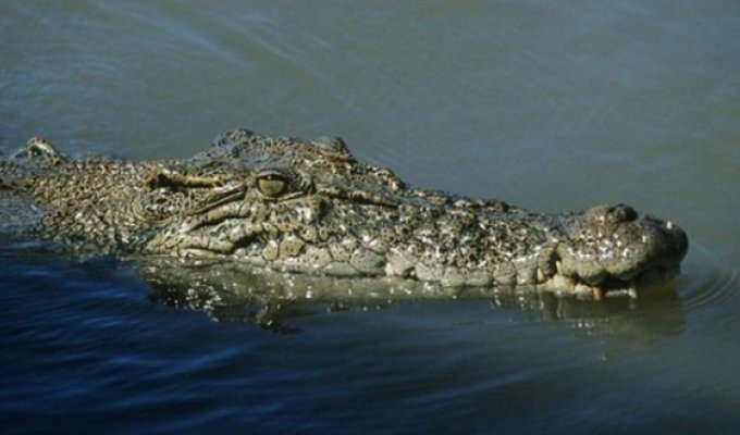 Как выглядит крокодил под водой? (3 фото)
