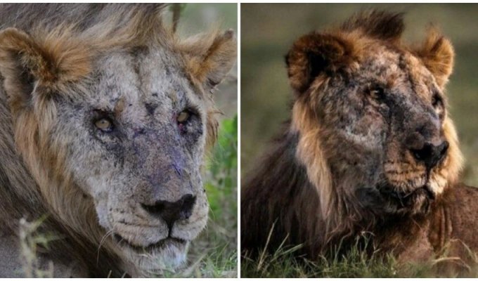 Старейший лев в дикой природе погиб от рук людей (3 фото + 1 видео)