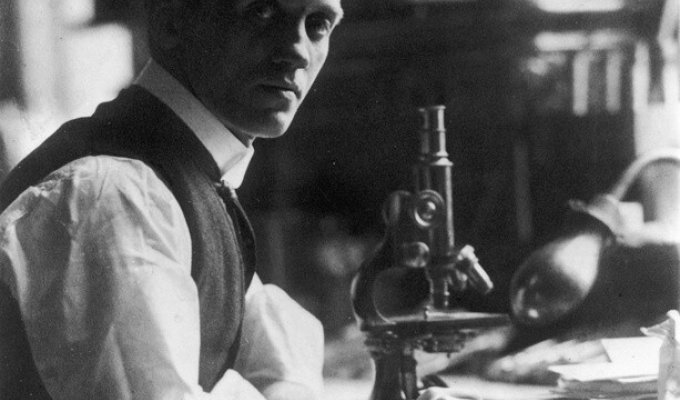 The sloppy savior of humanity: how Alexander Fleming discovered penicillin (7 photos)