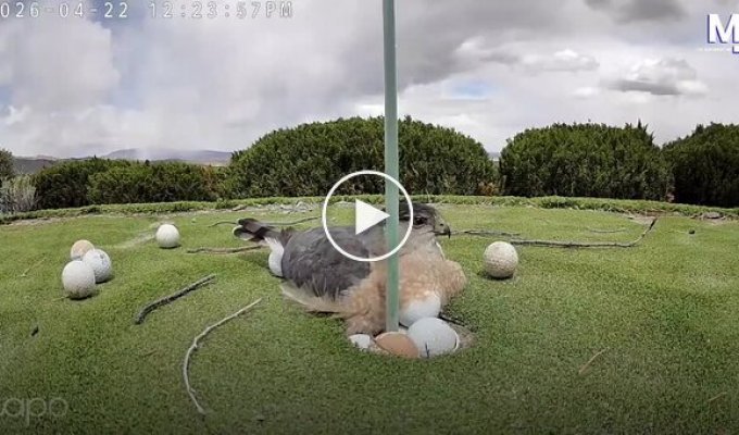 A hawk "hatch[s]" golf balls, mistaking them for eggs