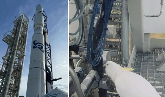 Попугай сорвал запуск первой австралийской космической ракеты (2 фото)