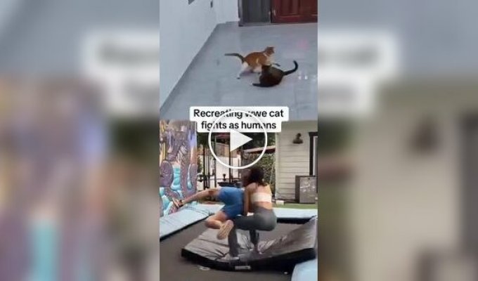 Коты те еще рестлеры