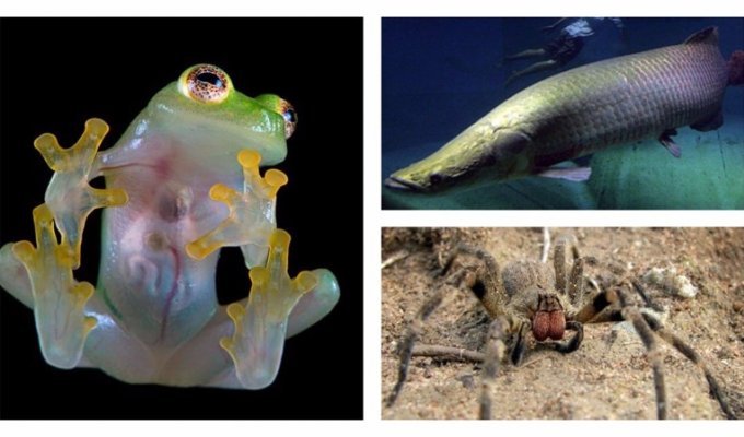 15 удивительных животных бассейна Амазонки (16 фото)