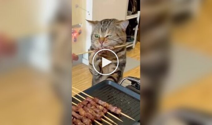 The cat opened the barbecue season