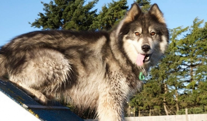 River Huskies: a rare “breed” of sled dogs (6 photos)