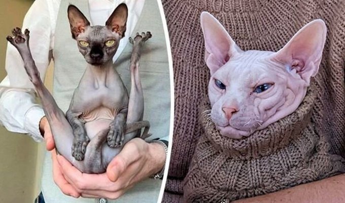 16 funny photos of sphinxes that will cheer you up (17 photos)
