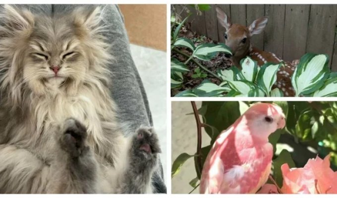 30 снимков животных для хорошего настроения (31 фото)