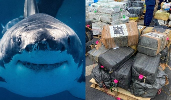 Drug-addicted sharks found off the coast of Florida (4 photos)