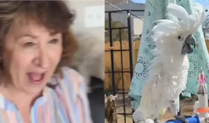 Попугай спустя 10 лет слепоты впервые увидел хозяйку после операции: трогательная реакция (2 фото + 1 видео)