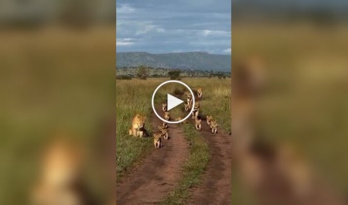 Pride on the move: lionesses and cubs in the savanna