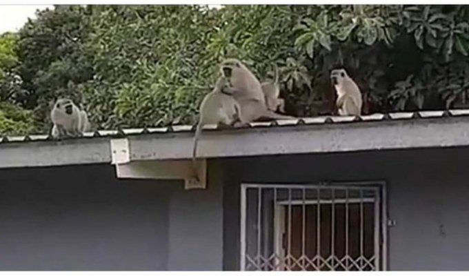 Трогательное воссоединение обезьянки со своей семьей (2 фото)