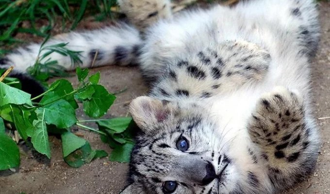 Wild Big Cat Cubs Are Too Cute for Words (25 photos)