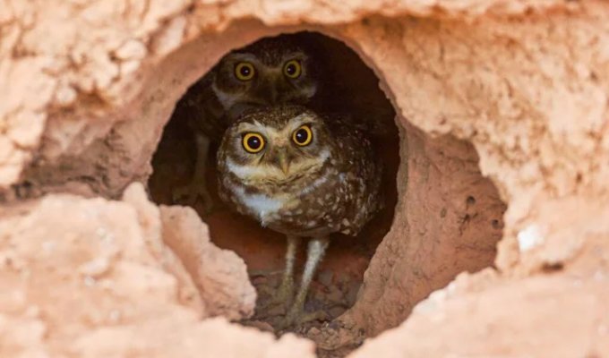 Кроличий сыч: живёт в норе, ищет фекалии и выращивает на них пищу (8 фото)