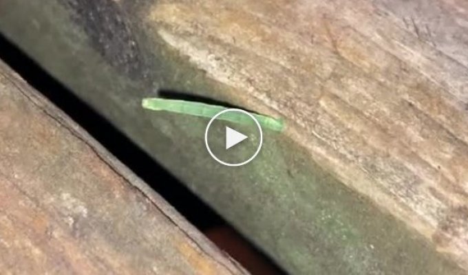 Мотивационное видео от гусеницы