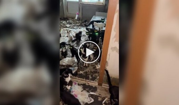 About 80 cats were found in an apartment after the death of a pensioner