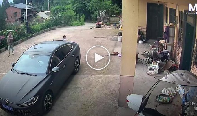 A Resourceful Cat Found an Unusual Way to Get Out of a Car